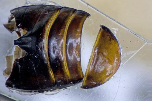 Pterostichus oenotrius